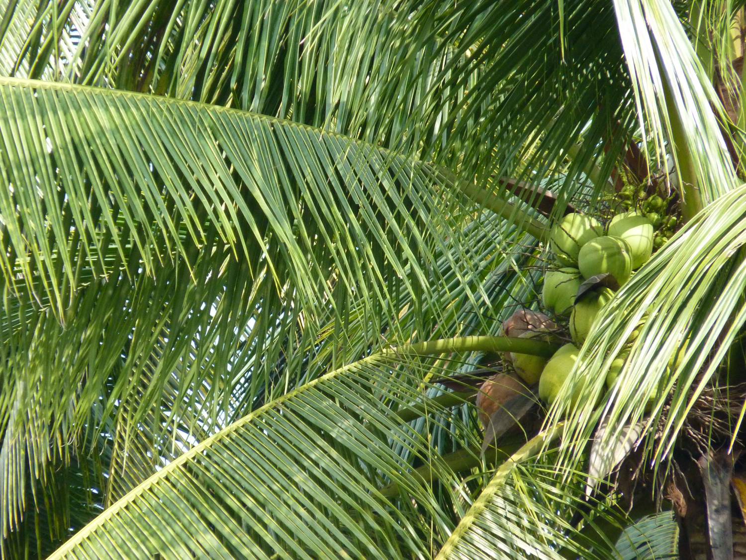 close-up-coconut-palm-tree (1)