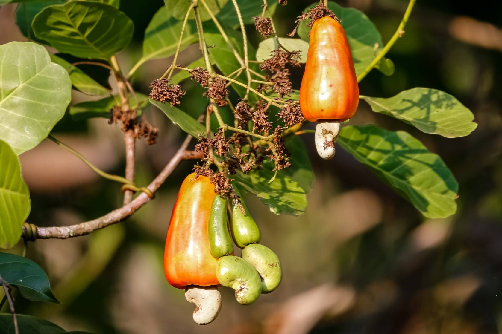 close-up-red-cashew-fruits-amazon-rainforest (1)