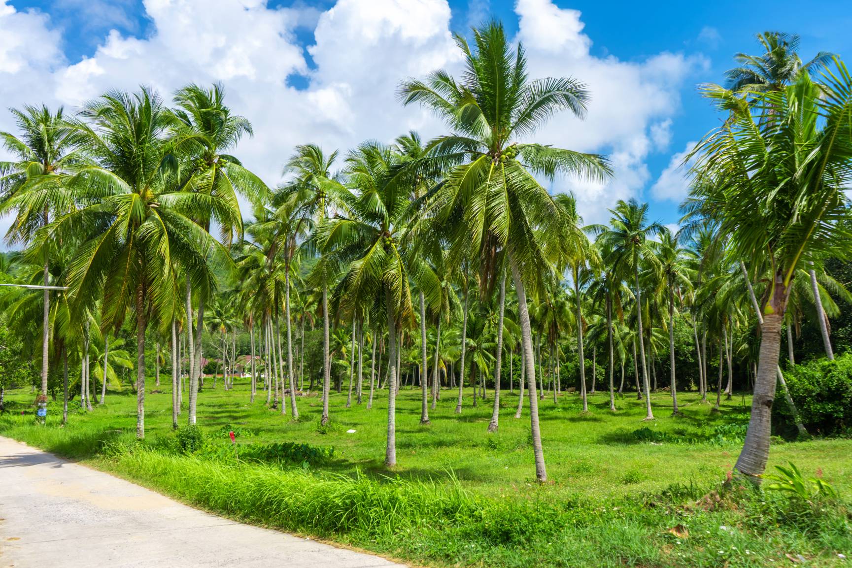 tropical-natural-landscape-palm-grove-blue-sky (1)